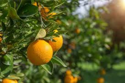 Oito Frutas Ricas em Vitamina C e os Benefícios