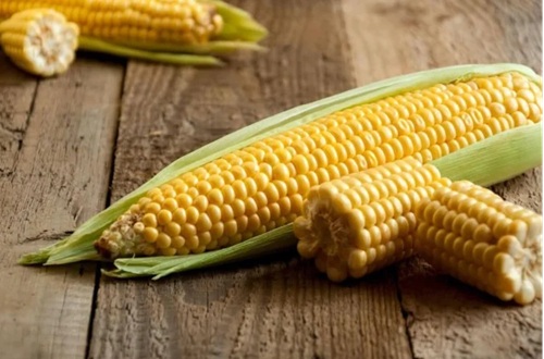 8 Motivos para Incluir o Milho na Alimentação