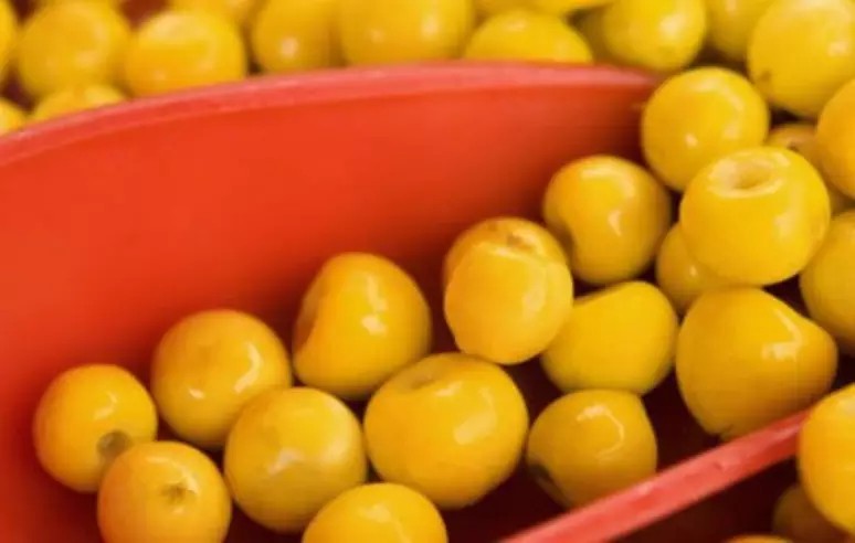 Você conhece o nanche? Conheça os motivos para incluir o fruto na sua dieta  